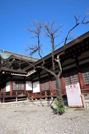 真清田神社の桃の木