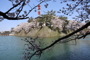 福井城の桜