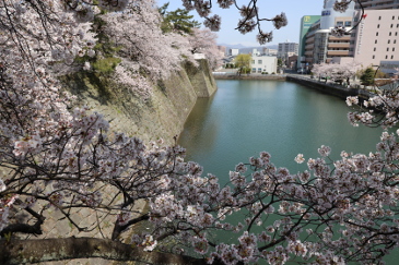 福井城の桜