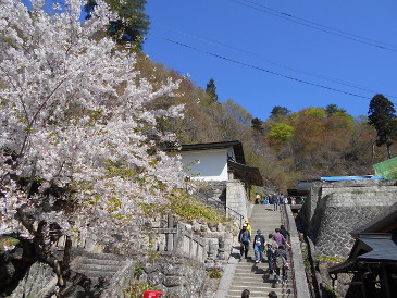 山寺の桜